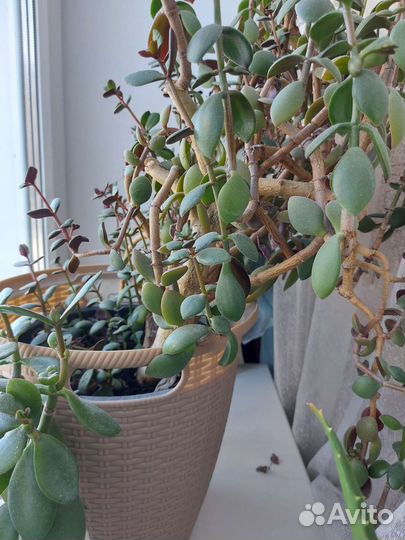 Цветок толстянка алоэ