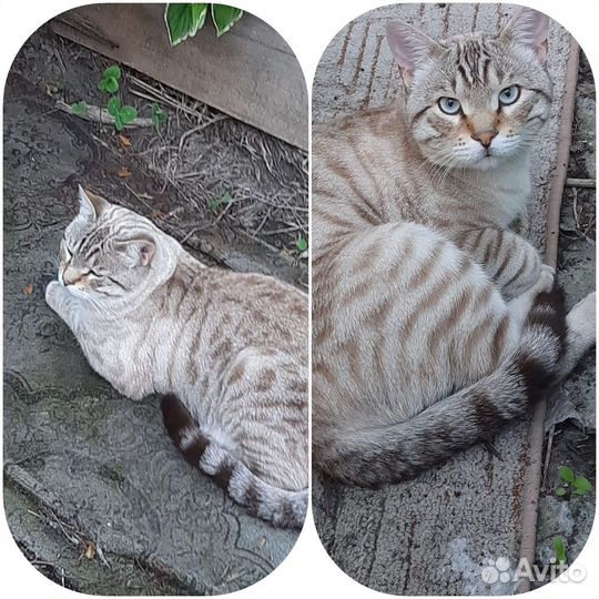 Потерялся кот