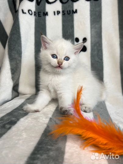 Британские котята золотая шиншилла