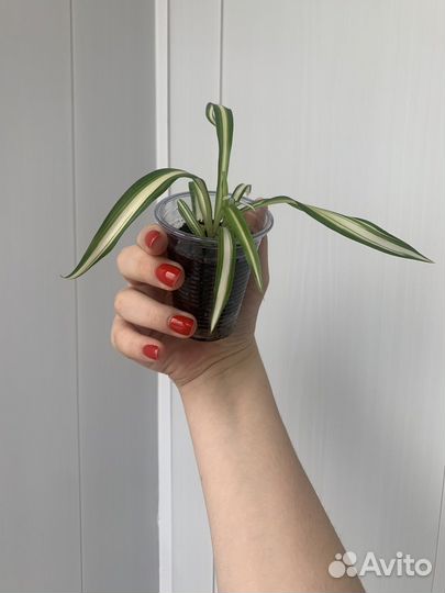 Хлорофитум (укорененные отростки)