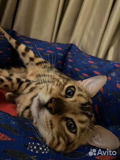 Бенгальский кот