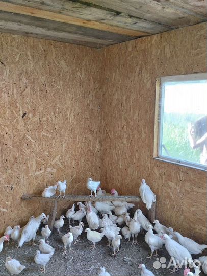 Курочки несушки молодки