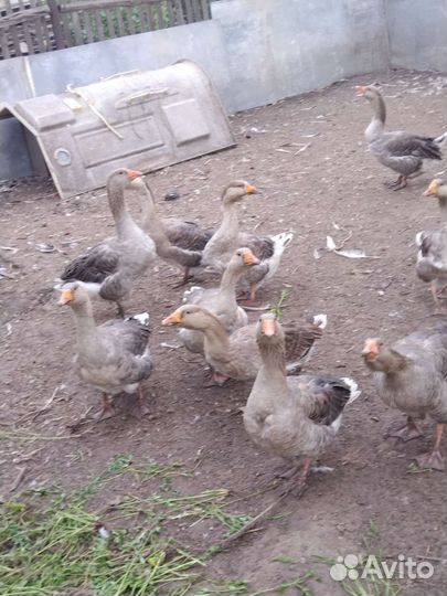 Гуси на племя