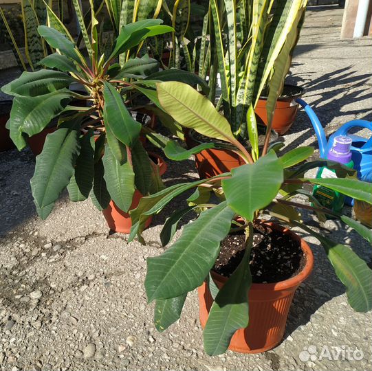 Комнатные цветы