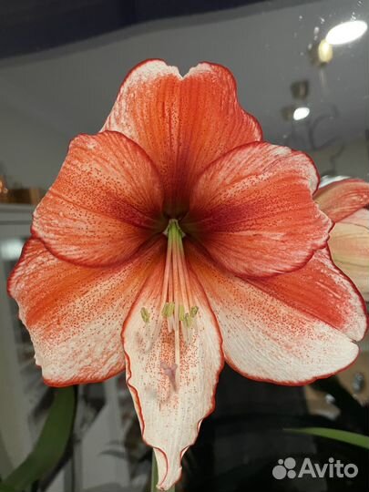Гиппеаструм амариллис гиппиаструм