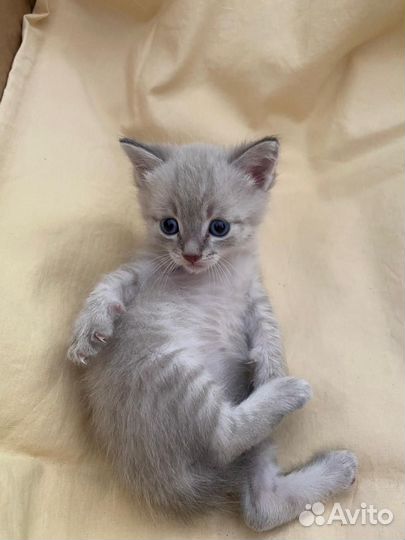 Кошка в дар бесплатно