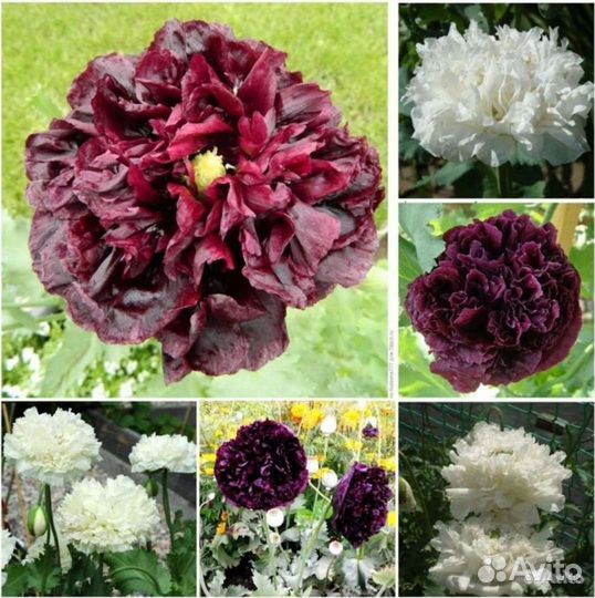 Семена пионовидных и махровых маков