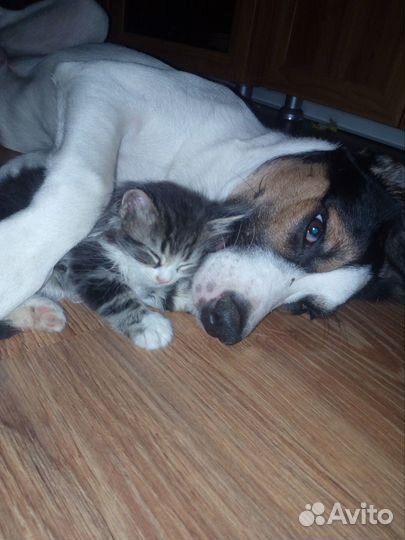 Маленькие пушистики