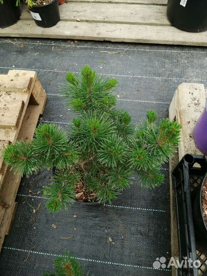 Сосны горные Пумилио, Мугус, Унцината