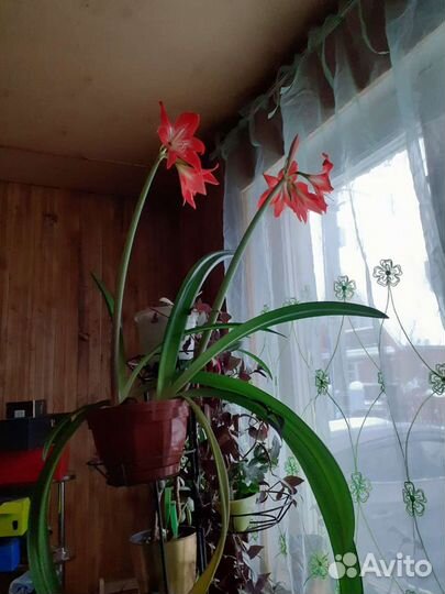 Гиппеаструм