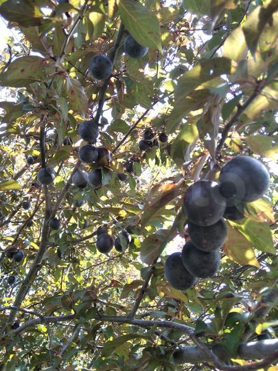 Участок 8 сот. (СНТ, ДНП)