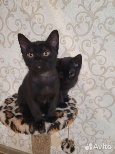 Бурманские котята
