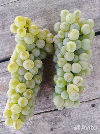 Виноград Шардоне