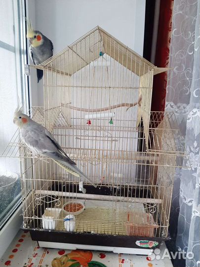 Попугай корелла с клеткой