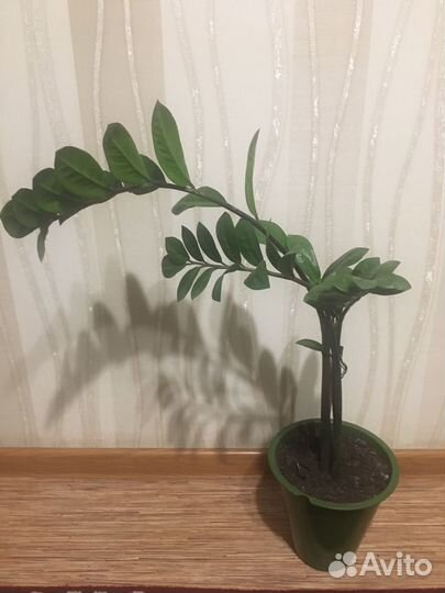 Замиокулькас- комнатное растение