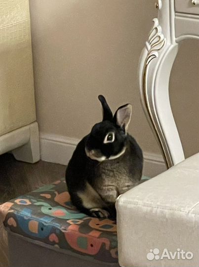 Черный кролик символ 2023 фотосессия