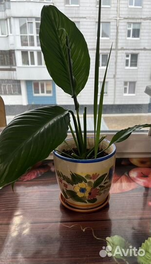 Спатифиллум женское счастье