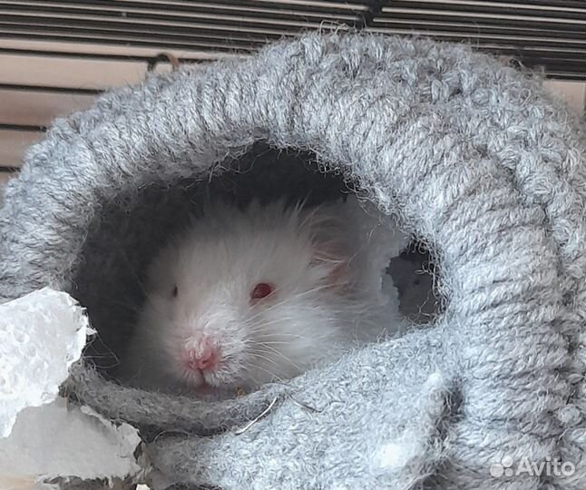 Вязка сирийских и ангорских хомяков