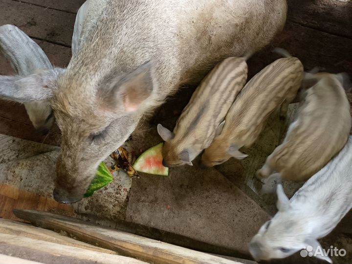 Поросята Кармал\Дюрок