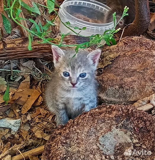 Кошка в дар