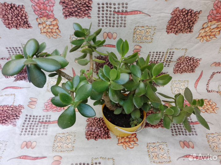 Комнатное растение - Толстянка