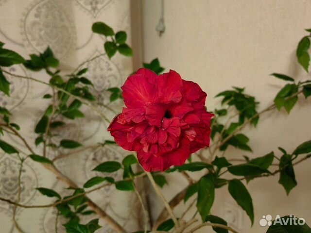 Гибискус махровый
