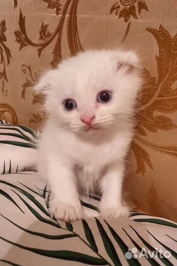 Шотландский Котёнок