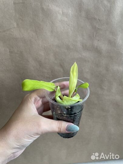 Филодендрон лимон-лайм