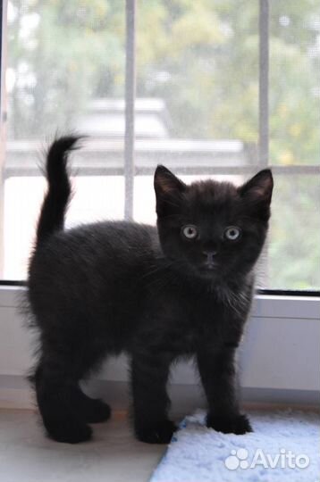 Котенок Фурфунчик (мальчик, 3,5 месяца)