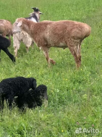 Курдючные бараны