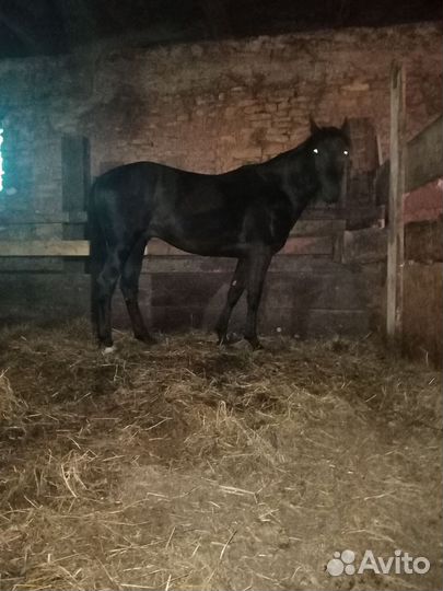 Карачаевский жеребец