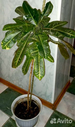 Интерьерный кротон