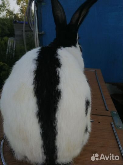 Строкачи (нпв)