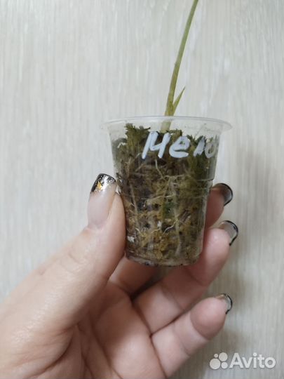 Алоказия Мело