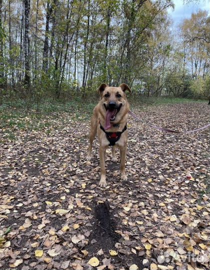 Улыбчивый Жак из приюта ищет дом