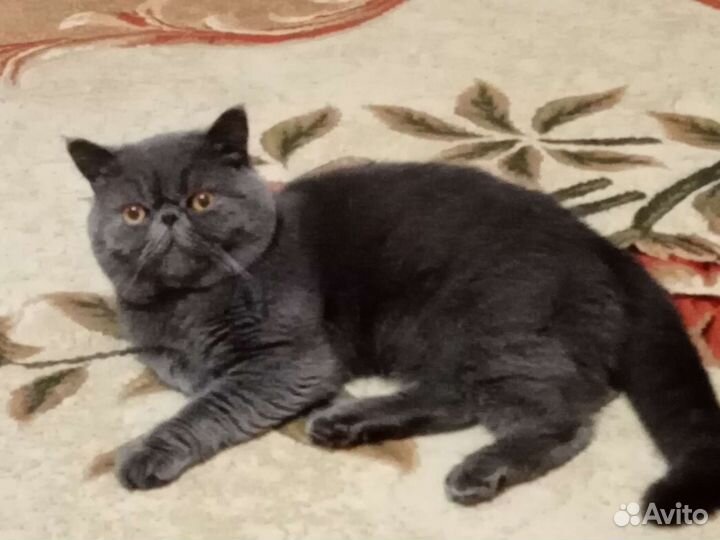 Вязка, кот экзот