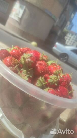 Клубника свежая домашняя