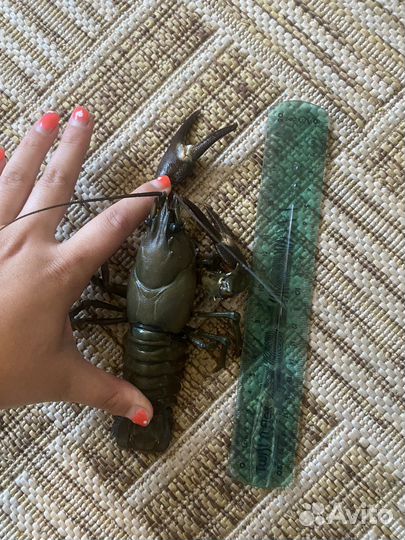 Живые раки или вареные