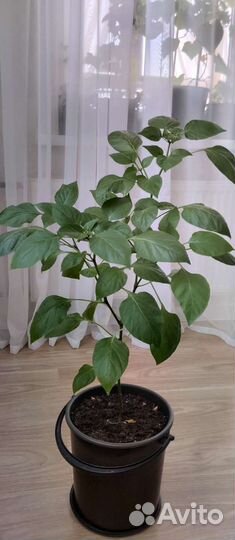 Рассада сладкого перца