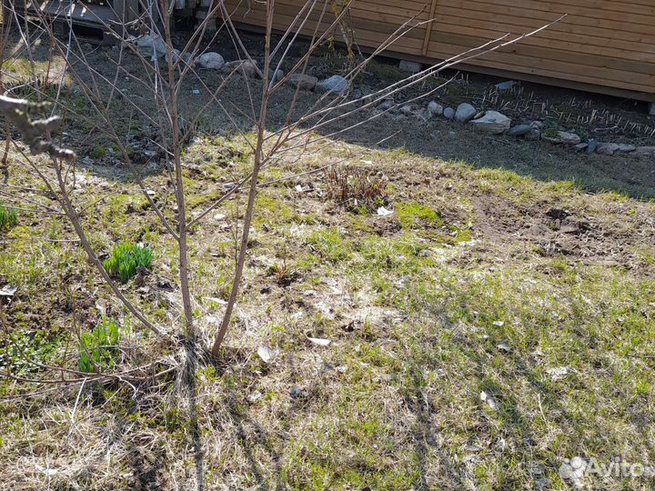 Вишня шоколадница