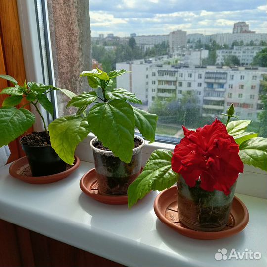 Гибискус махровый