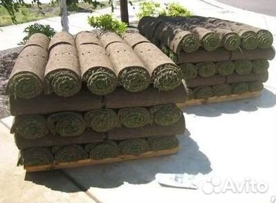 Газон рулонный