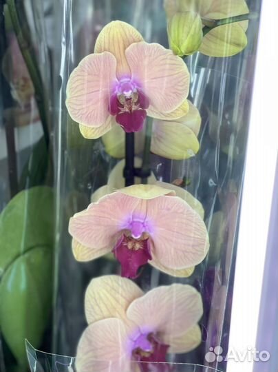 Орхидея (фаленопсис)