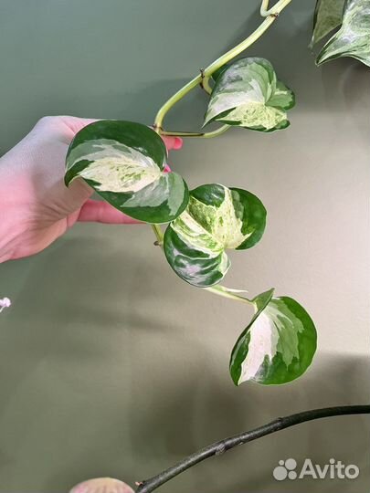 Эпипремнум марбл эппл(хеппи лив, мраморное яблоко)