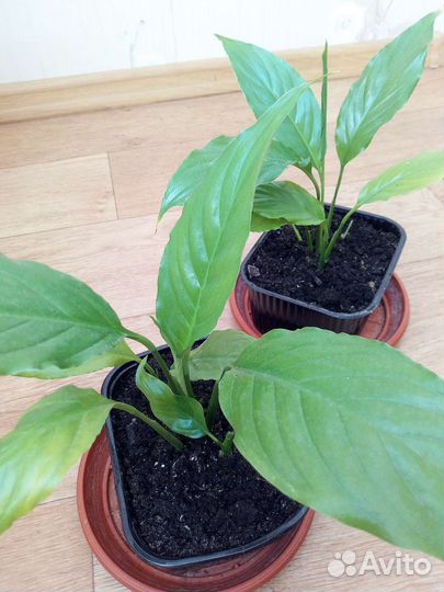 Спатифиллум, Гиппеаструм