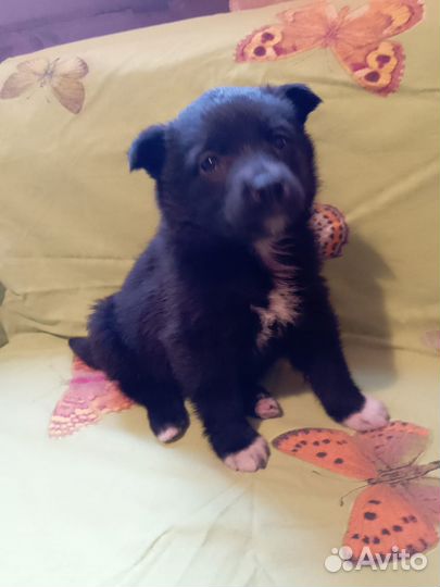 Щенки ищут дом есть и девочки и мальчики 1 месяц