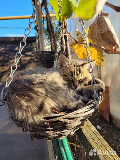 Котик в добрые руки