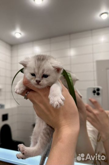Британская серебристая шиншилла