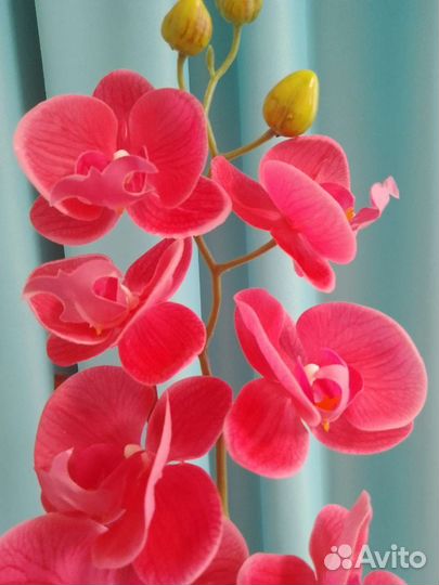 Орхидея фаленопсис