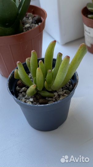 Суккуленты